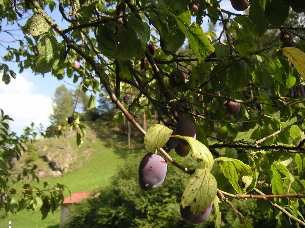Natur-Aktiv-Hof Thiem Pottenstein Exterior foto